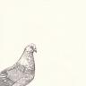 Rock Dove by Jill Tegan Doherty